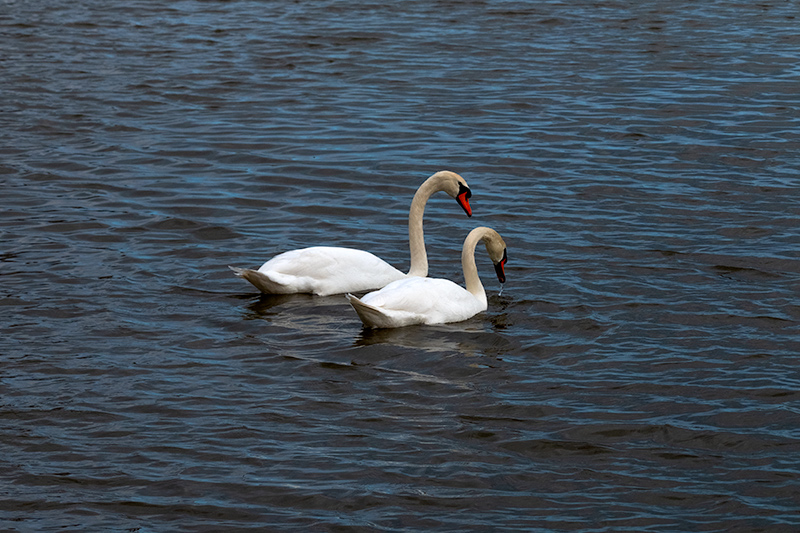 Cignes muts ( Cygnus olor )