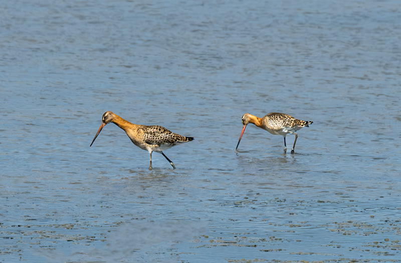 Tètol cuanegre (Limosa limosa)