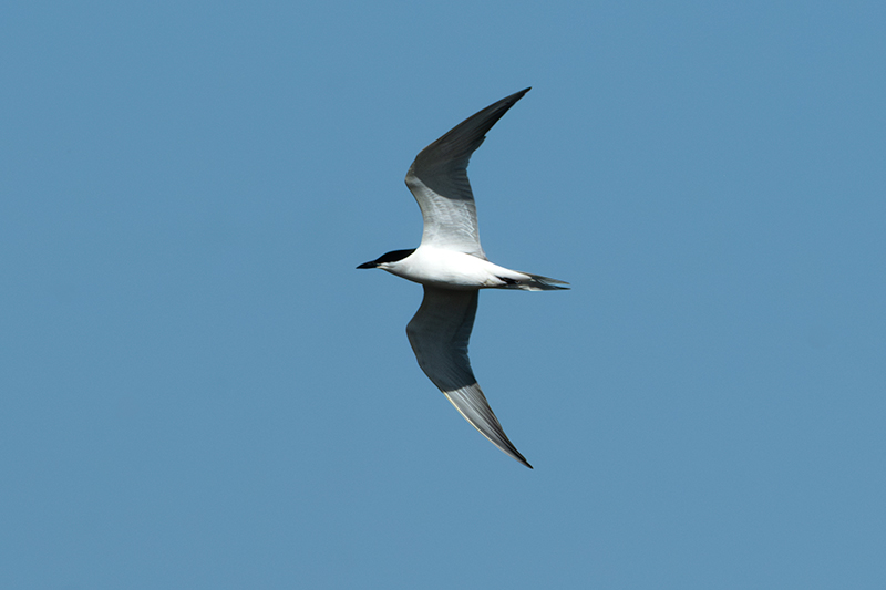 Curroc. ( Gelochelidon nilotica )