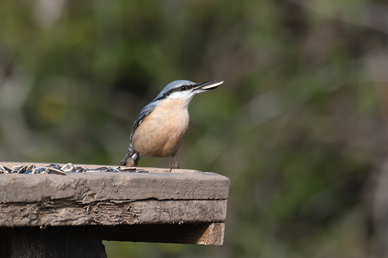 Pica-soques blau (Sitta europaea)