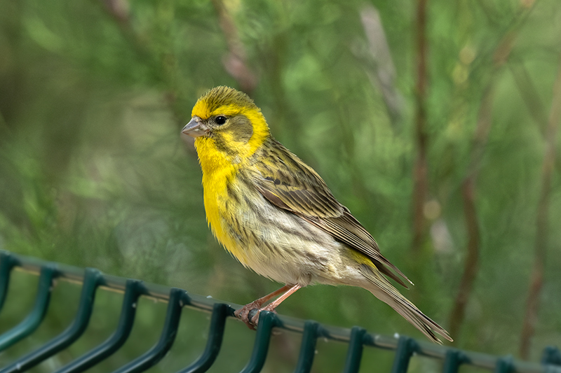 Gafarró (Serinus serinus)