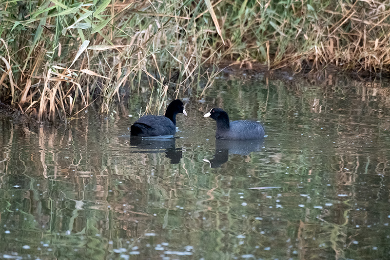 Fotja (Fulica atra)