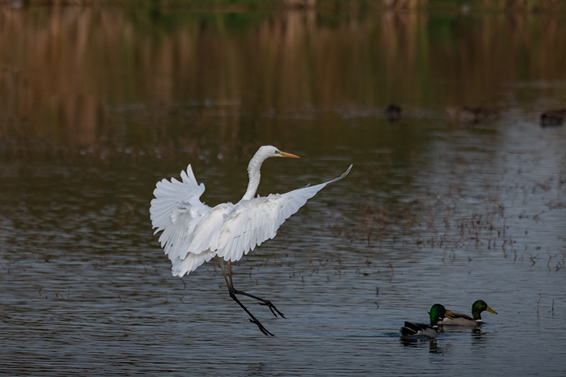 Agró blanc ( Ardea alba )