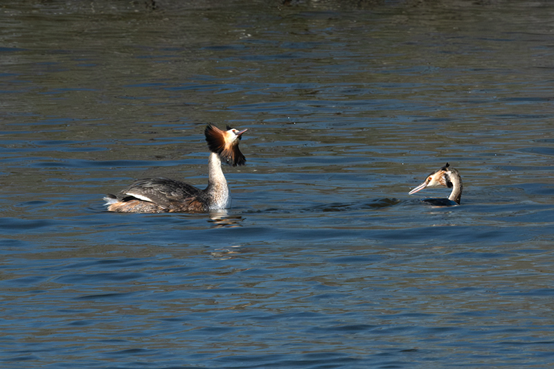 Cabussó emplomallat (Podiceps cristatus)