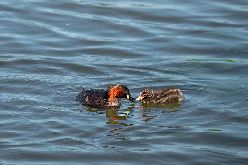 Cabusset (Tachybaptus ruficollis)