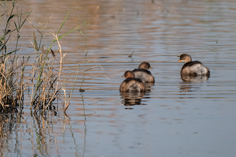 Cabusset (Tachybaptus ruficollis)