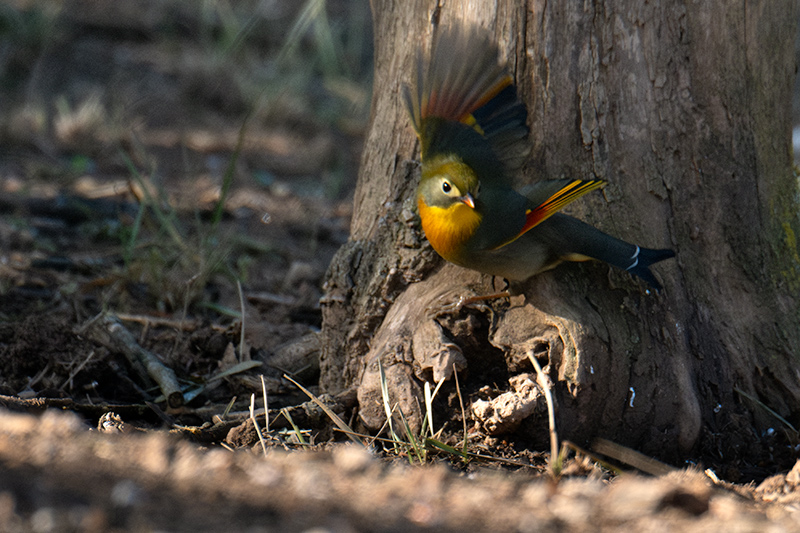 Rossinyol del Japó (Leiothrix lutea)