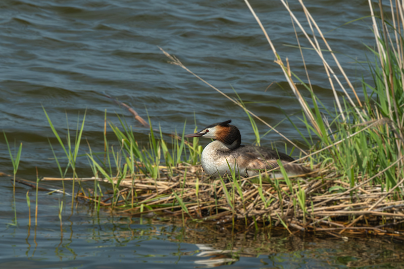 Cabussó emplomallat (Podiceps cristatus)