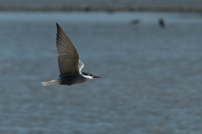 Fumarell carablanc ( Chlydonias hybridus )