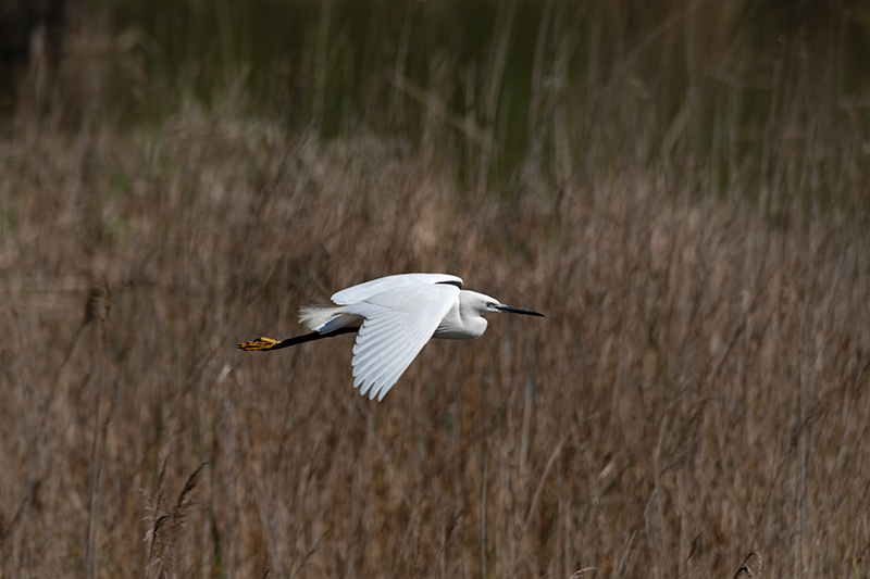 Martinet blanc (Egretta garzetta).