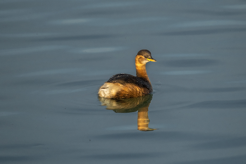 Cabusset ( Tachybaptus ruficollis )