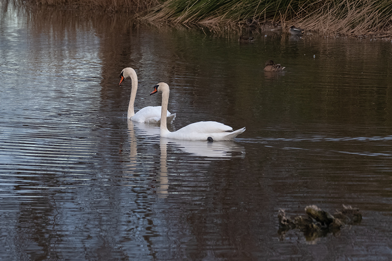 Cignes muts ( Cygnus olor )