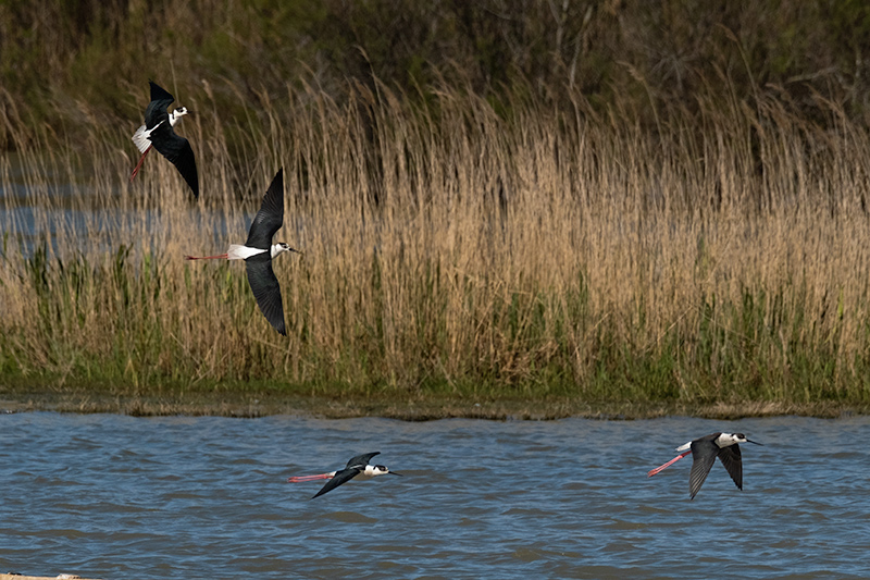 Cames llargues ( Himantopus himantopus )