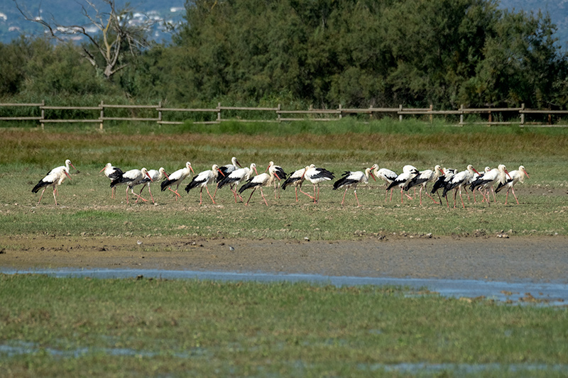 Cigonyes ( Ciconia ciconia )