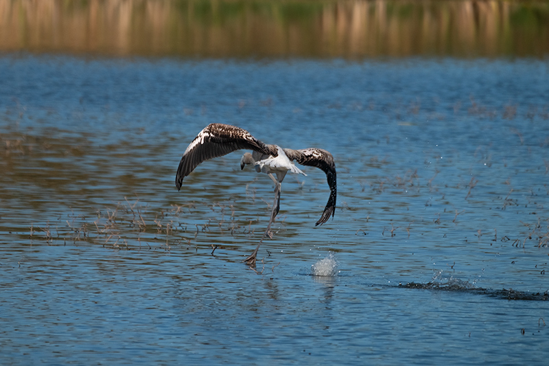 Flamenc ( Phoenicopterus ruber)