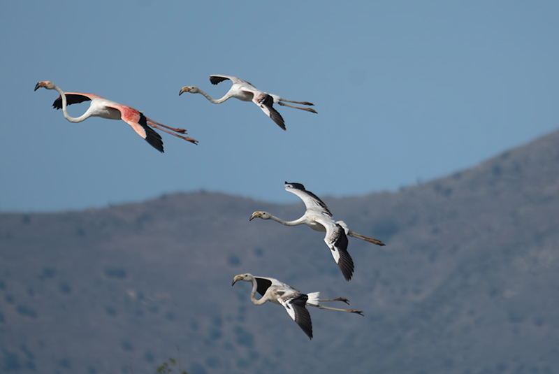 Flamenc ( Phoenicopterus ruber)