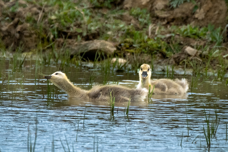 Pollets d' Oca vulgar (Anser anser)