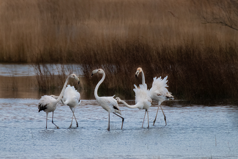 Flamencs ( Phoenicopterus ruber )