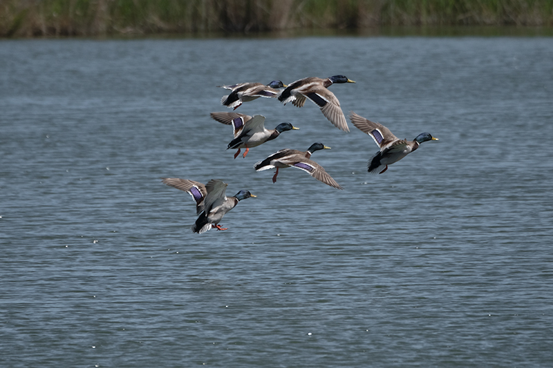 Ànec collverd (Anas platyrhynchos)