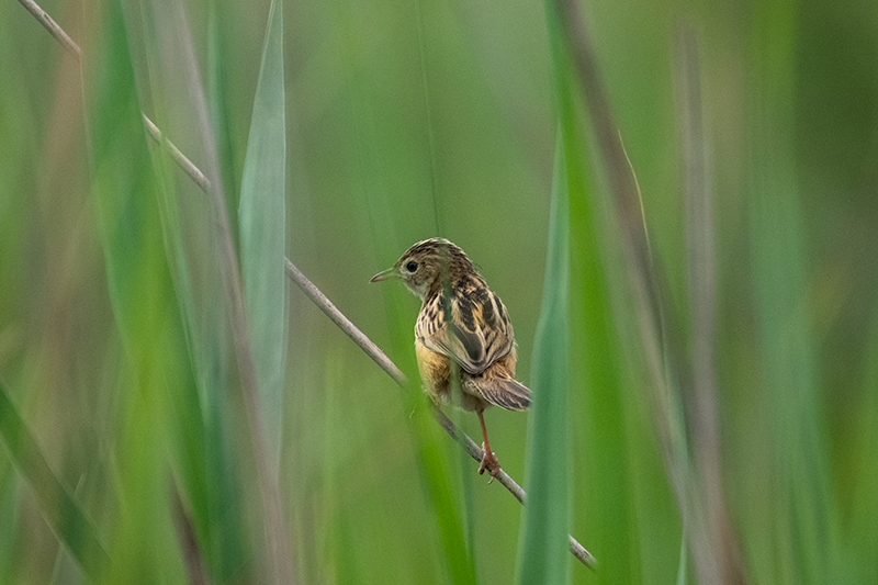 Trist (Cisticola juncidis)