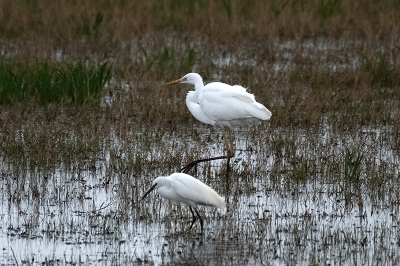 Agró blanc ( Ardea alba ) Martinet blanc (Egretta garzetta)