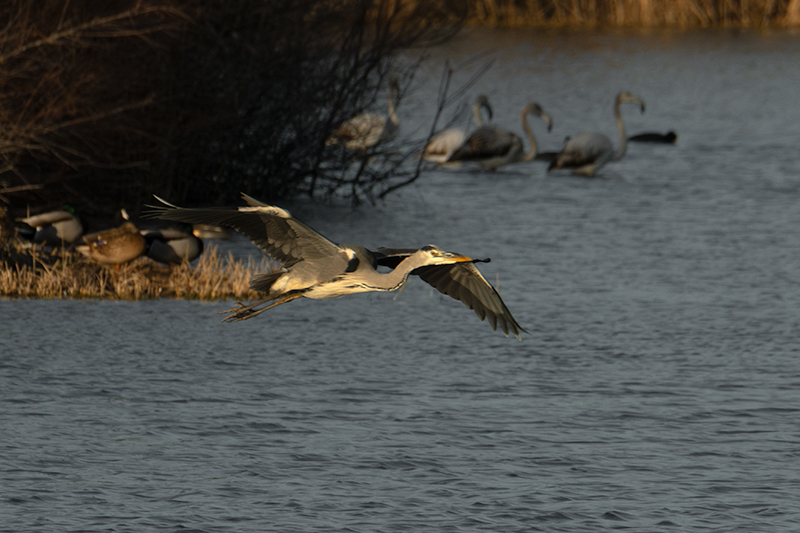 Bernat pescaire ( Ardea cinerea )