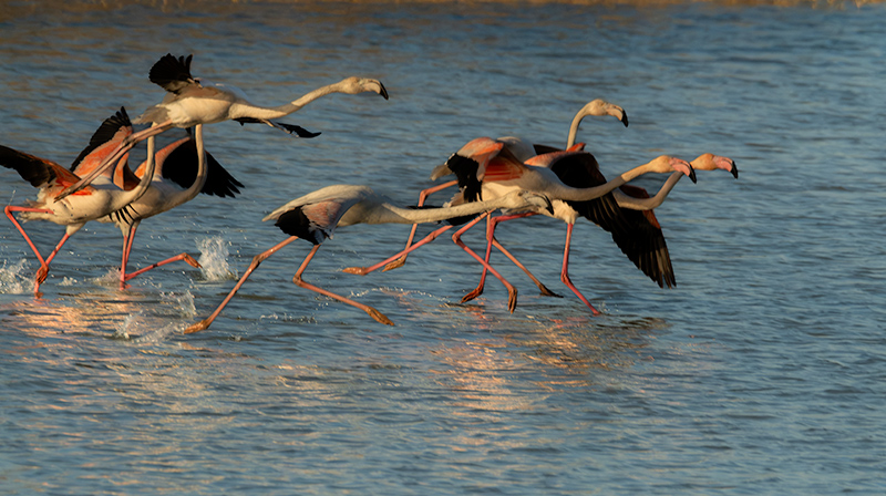 Flamenc ( Phoenicopterus ruber)