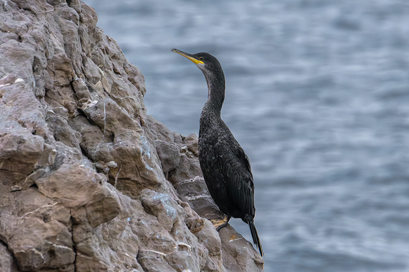 Corb marí ( Phalacrocorax carbon )