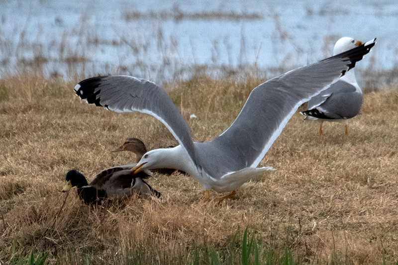 Gavià argentat ( Larus michahellis )