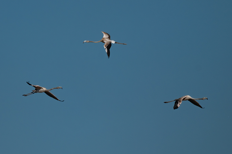 Flamenc (Phoenicopterus ruber)