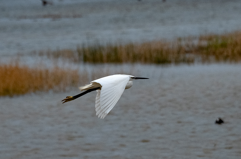 Martinet blanc (Egretta garzetta)