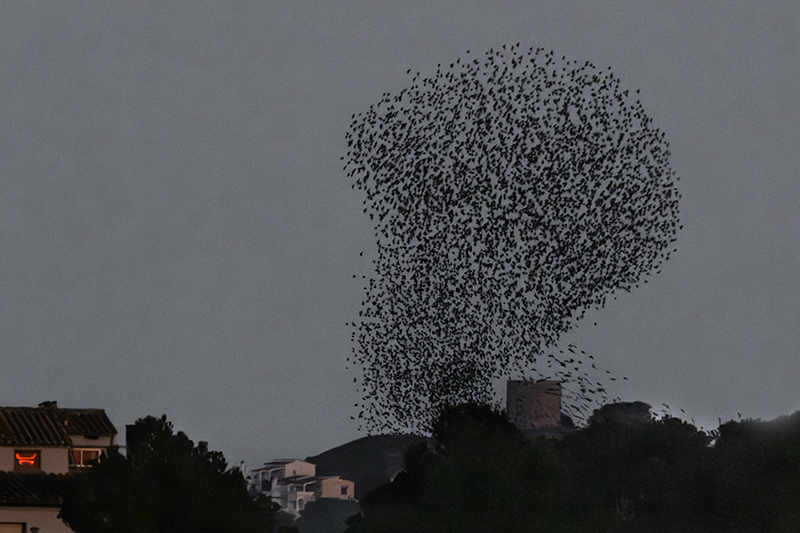 Estornell vulgar (Sturnus vulgaris)