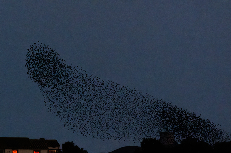 Estornell vulgar (Sturnus vulgaris)