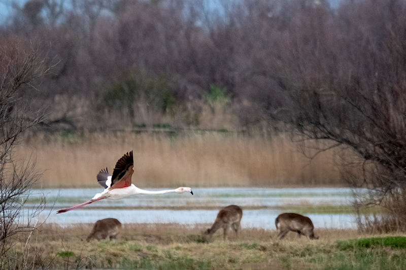 Flamenc ( Phoenicopterus ruber )