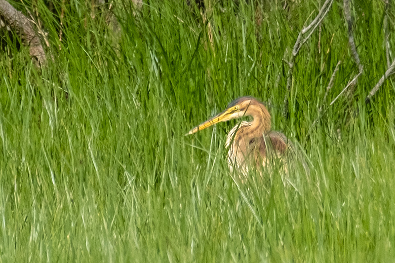 Agró roig ( Ardea purpurea )