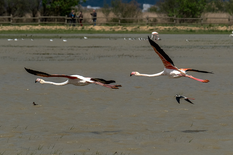 Flamenc ( Phoenicopterus ruber)