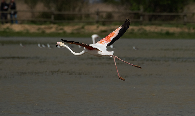 Flamenc ( Phoenicopterus ruber)