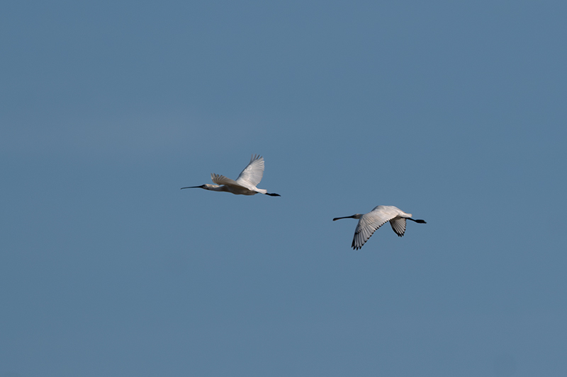 Bec Planer (Platalea leucorodia)