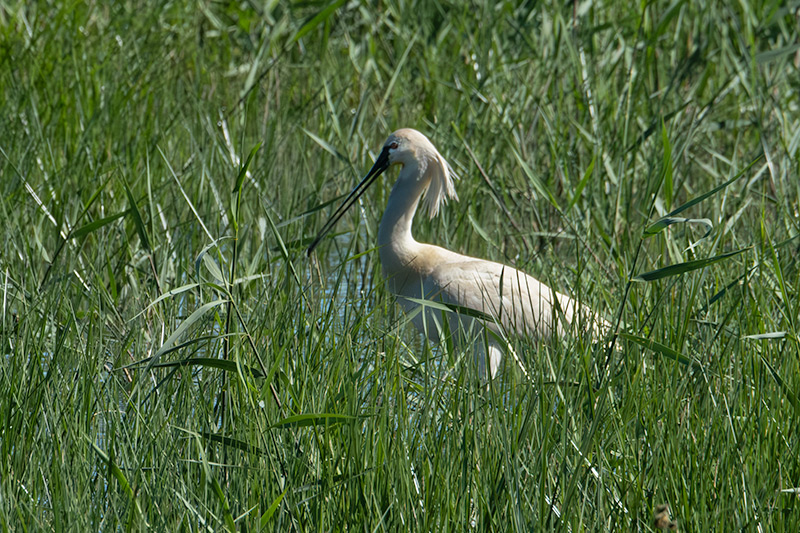 Bec Planer (Platalea leucorodia)