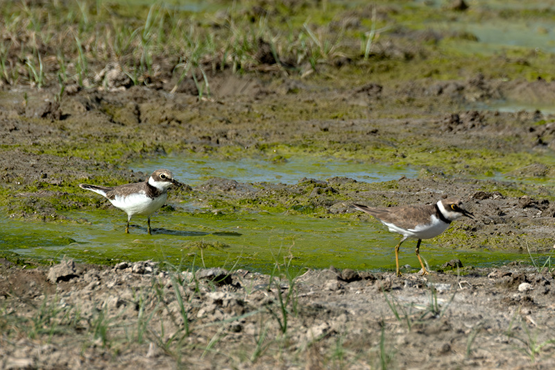 Corriol petit (Charadrius dubius)