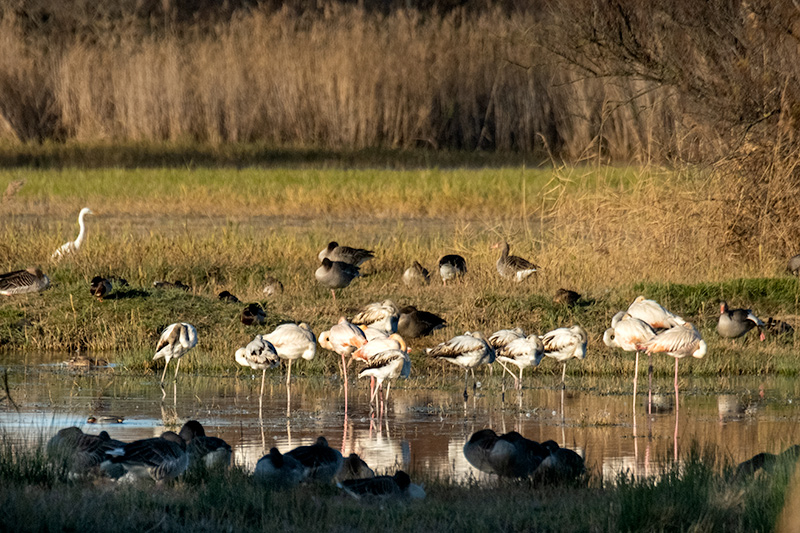 Flamenc ( Phoenicopterus ruber )