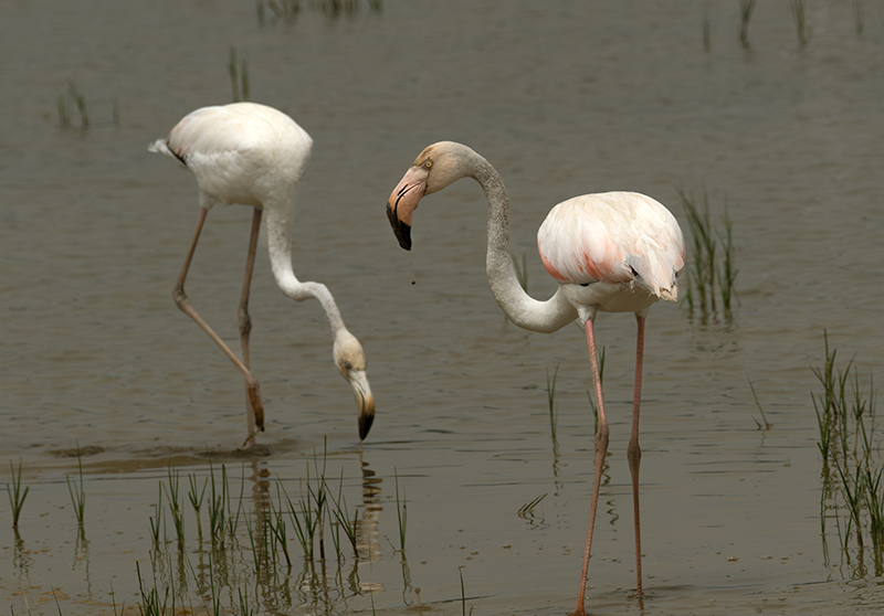 Flamenc ( Phoenicopterus ruber)