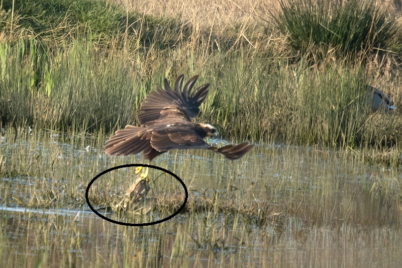 Arpella vulgar (Circus aeruginosus)