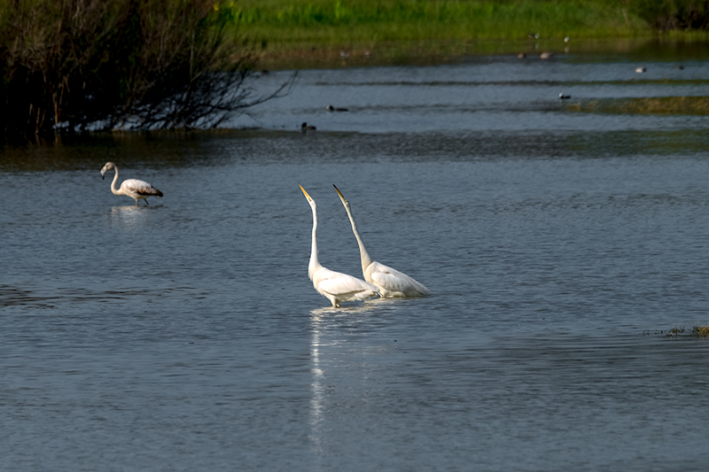 Agró blanc ( Ardea alba )