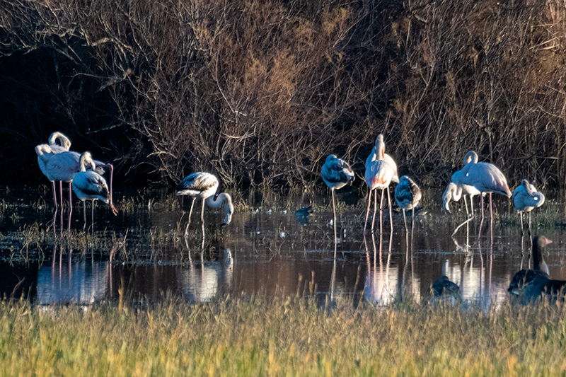 Flamenc ( Phoenicopterus ruber )