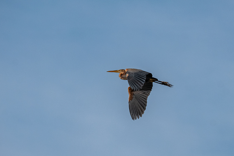 Agró roig (Ardea purpurea)