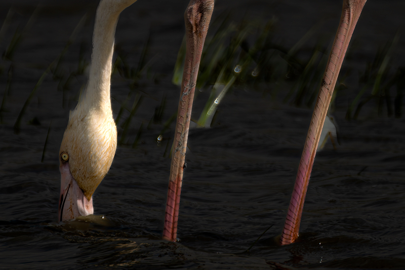 Flamenc ( Phoenicopterus ruber)