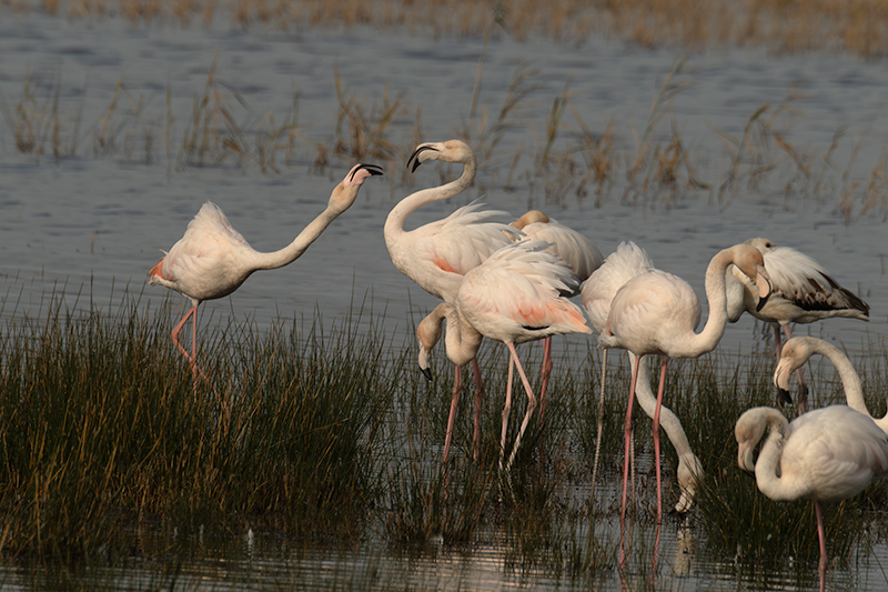 Flamenc ( Phoenicopterus ruber)