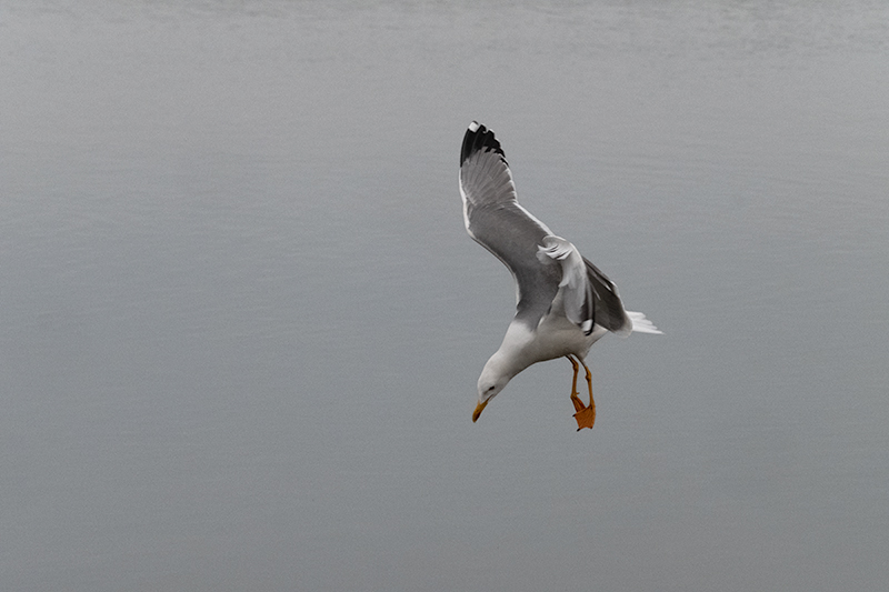 Gavià argentat ( Larus michahellis )