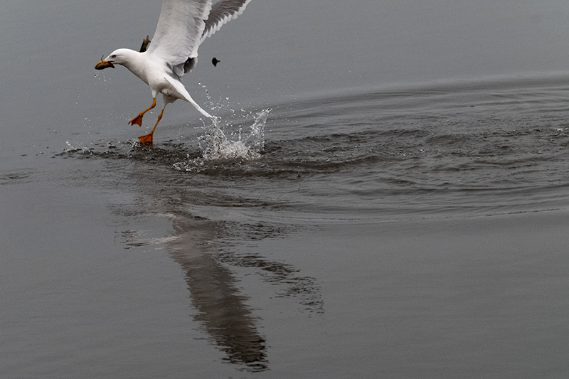 Gavià argentat ( Larus michahellis )